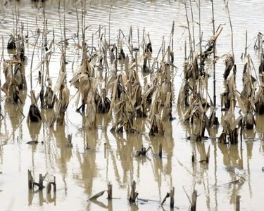 Flooded field